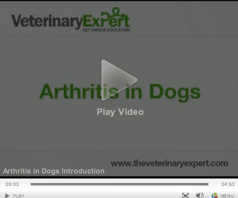 arthritis in dogs video still