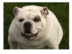 Arthritis in Dogs - Good news for obese dogs